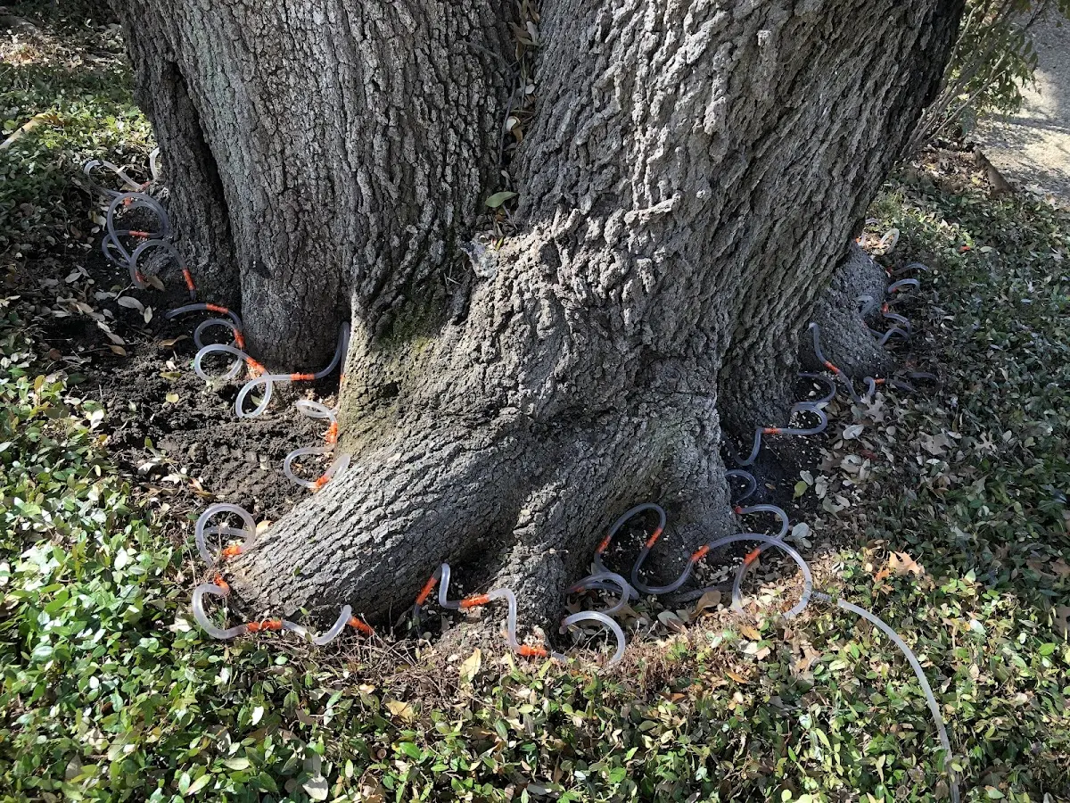 Detailed Tree Cabling and Bracing job site in Elk City